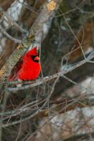 rood kardinaal vogel zittend in boom foto