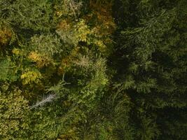 top visie van herfst Woud met gekleurde bomen foto