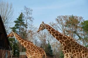 giraffe paar in dierentuin foto