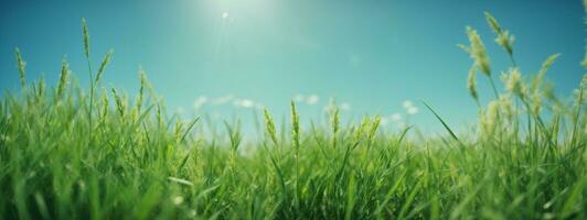 groen gras Aan blauw Doorzichtig lucht, voorjaar natuur thema. panorama. ai gegenereerd foto