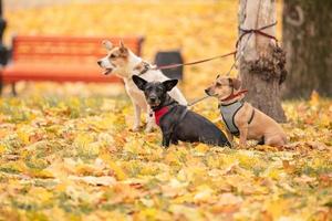 drie honden vastgebonden aan de boom en wachtend aan de lijn. drie honden in het herfstpark foto