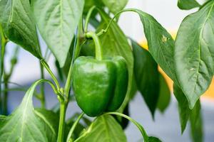 groene paprika's hangen aan boom in boerderij foto