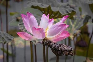 roze lotusbloem en lotusbloemplanten, selectieve kleur en focus