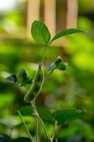 verse groene sojaplanten op het veld foto