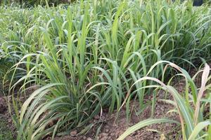 suikerriet boerderij op veld voor oogst
