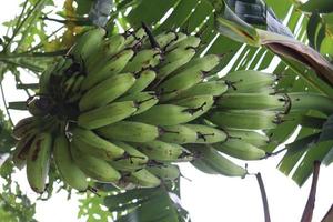 bananentros op boom in stevig foto