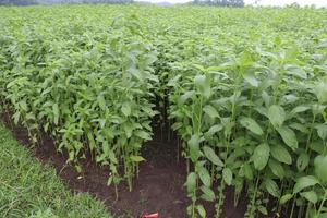 groen gekleurde jute boerderij op veld foto