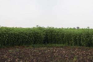 groen gekleurde jute boerderij op veld foto