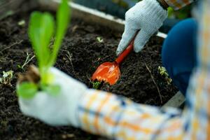 jong Aziatisch vrouw boer werken in biologisch tuin groenten. vrouw aanplant groen salade in de lente. gekruld groen bladeren van groen sla groeit in een tuin. foto