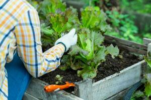 jong Aziatisch vrouw boer werken in biologisch tuin groenten. vrouw plukken vers sla in tuin. gekruld groen bladeren van groen sla groeit in een tuin. foto