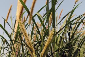 groen gekleurd gras stevig met bloem foto