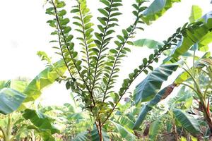 groen gekleurde guaveboom voor oogst foto