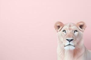 leeuw Aan pastel licht roze kleur achtergrond minimalistische ai generatief foto