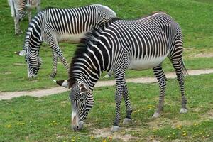 kudde van de grevy's zebra begrazing Aan groen gras foto