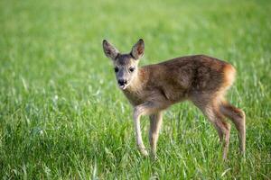 jong wild ree hert in gras, capreolus capreolus. nieuw geboren ree hert, wild voorjaar natuur. foto