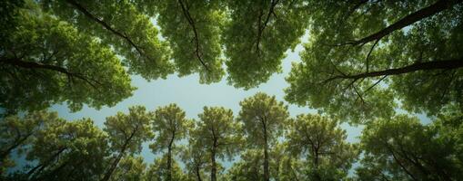 op zoek omhoog Bij de groen tops van bomen. ai gegenereerd foto