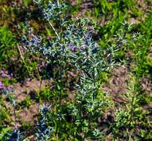 eryngium campestre is een meerjarig kruid in de familie apiaceae. foto