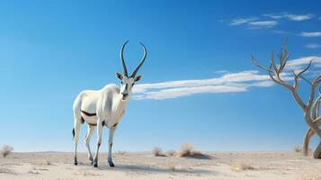 foto van een Arabisch oryx in een woestijn met blauw lucht. generatief ai