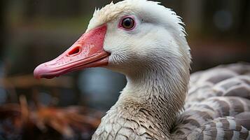 detailopname foto van een gans op zoek ieder richting. generatief ai