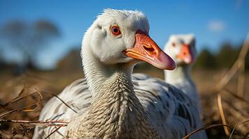 detailopname foto van een gans op zoek ieder richting. generatief ai