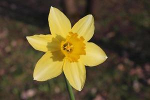 macro-opname van een narcis bloem. gele plant achtergrond foto