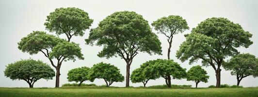 reeks van groen bomen geïsoleerd Aan wit achtergrond. verschillend soorten van boom verzameling. ai gegenereerd foto