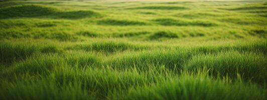 weelderig groen gras weide achtergrond. ai gegenereerd foto