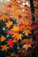 kleurrijk herfst esdoorn- bladeren Aan een boom Afdeling. ai gegenereerd foto