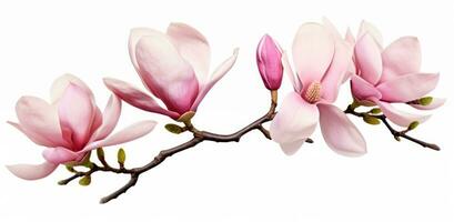 roze magnolia bloem geïsoleerd foto