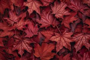 wijn rood herfst bladeren textuur, vallen natuur achtergrond, ai generatief foto