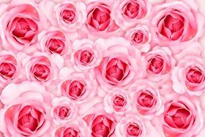 abstracte achtergrond. verse bloem roze rozen behang. liefde en Valentijnsdag. foto