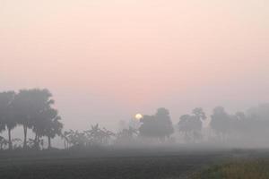 groen gekleurde palmboom voorraad foto