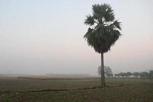 groen gekleurde palmboom voorraad foto