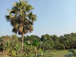 groen gekleurde palmboom voorraad foto