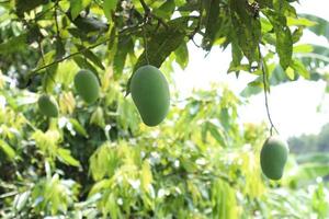 groene rauwe mango aan boom in de firma foto