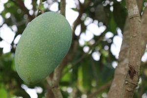 groene rauwe mango aan boom in de firma foto