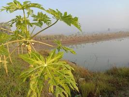 papajaboom op meer voor landbouw