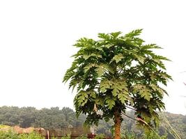 papajaboom met groen blad foto