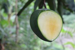 groene rauwe mango aan boom in de firma foto