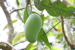 groene rauwe mango aan boom in de firma foto