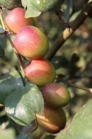 jujube close-up met boom op stevig foto