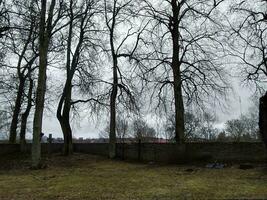 beeld van een oud begraafplaats in Estland met groot bomen foto