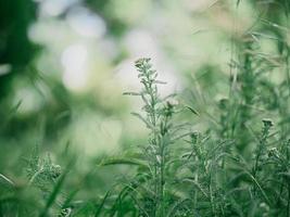 hoog groen gras. lente gazon. foto