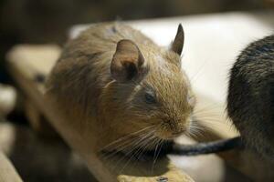 single bruin chinchilla zittend Aan houten bureau foto