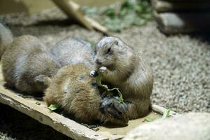 meerdere prairie honden aan het eten voedsel foto