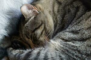 grijs en bruin gevlekte kat slapen foto