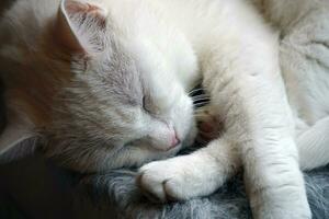 single wit kat houdende en slapen foto