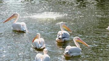 groep grote witte pelikanen in water, zonnige dag