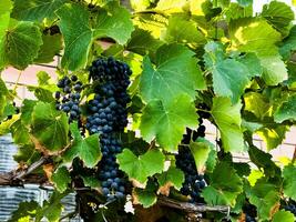 rijp donker wijn druiven toenemen Aan de struiken. trossen van wijn druiven zijn klaar voor oogst. foto