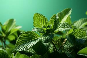 munt bladeren in de voorgrond reeks tegen een rustgevend pale groen achtergrond ai gegenereerd foto